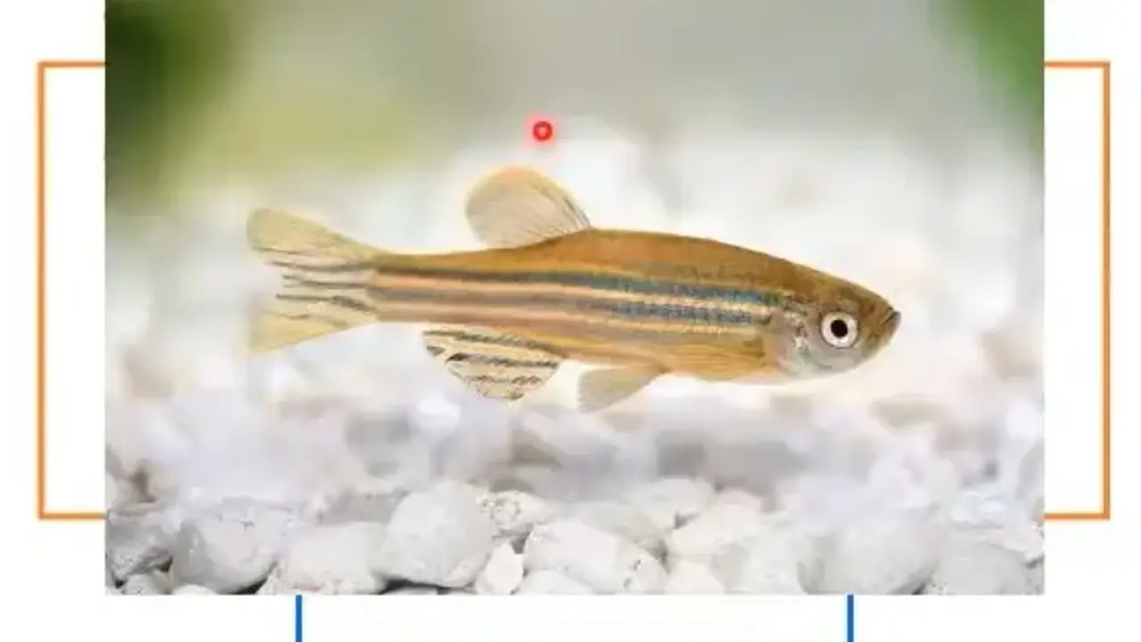 Zebrafish dan Medaka, Ikan Air Tawar yang Bisa Bantu Penelitian Obat Skala Besar