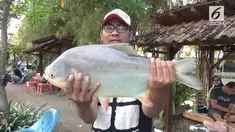 Sayangnya, pengunjung tidak dapat membawa pulang ikan yang telah dipancing.