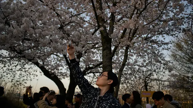 Festival Bunga Musim Semi Yeouido