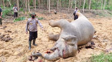 Gajah hamil tua yang ditemukan mati di Kabupaten Bengkalis.