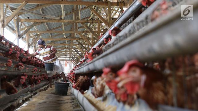 Peternak di Depok Ungkap Penyebab Tingginya Harga Telur Ayam