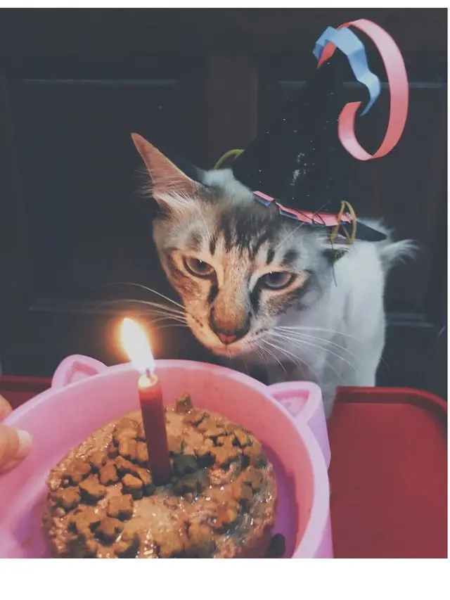 6 Potret Perayaan Ulang Tahun Kucing Ini Bikin Tepuk Jidat