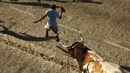 Seorang peserta berlari menghindar dari kejaran banteng saat festival Toro de Cuerda di Grazalema, Spanyol, (20/7/2015). Festival ini sangatlah berbahaya, peserta dapat mengalami luka parah bahkan kematian akibat ditanduk oleh banteng. (REUTERS/Jon Nazca)