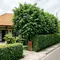 6 Ide Pagar Rumah dengan Glodokan Tiang agar Lebih Teduh dan Privat