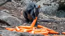 Walabi memakan wortel yang dijatuhkan oleh petugas margasatwa NSW di atas daerah yang terkena dampak kebakaran hutan di sepanjang Pantai Selatan New South Wales pada 11 Januari 2020. Penyebaran dilakukan lewat udara dengan sejumlah helikopter.  (STR/NSW NATIONAL PARKS AND WILDLIFE SERVICES/AFP)