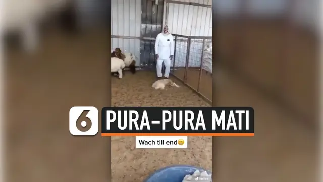 KAMBING PURA-PURA MATI UNTUK TIPU PEMILIKNYA, JAGO AKTING BANGET