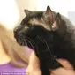 Kucing 'Batman' yang memiliki empat telinga. (Western PA Humane Society)