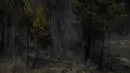 Seorang petugas pemadam kebakaran berdiri di depan hutan yang terbakar di desa Casas de Ribeira di Macao, Portugal tengah (21/7/2019). Puluhan orang tewas akibat  kebakaran hutan tersebut. (AFP Photo/Patricia De Melo Moreira)