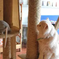 Yuk makan sembari bermain dengan kucing di kafe ini.| Via: sugarandspace.com