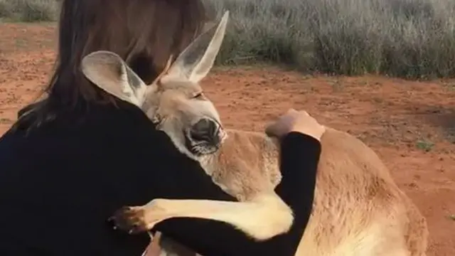 Menyayat Hati, 5 Potret Pilu Satwa Liar Korban Kebakaran Hutan Australia