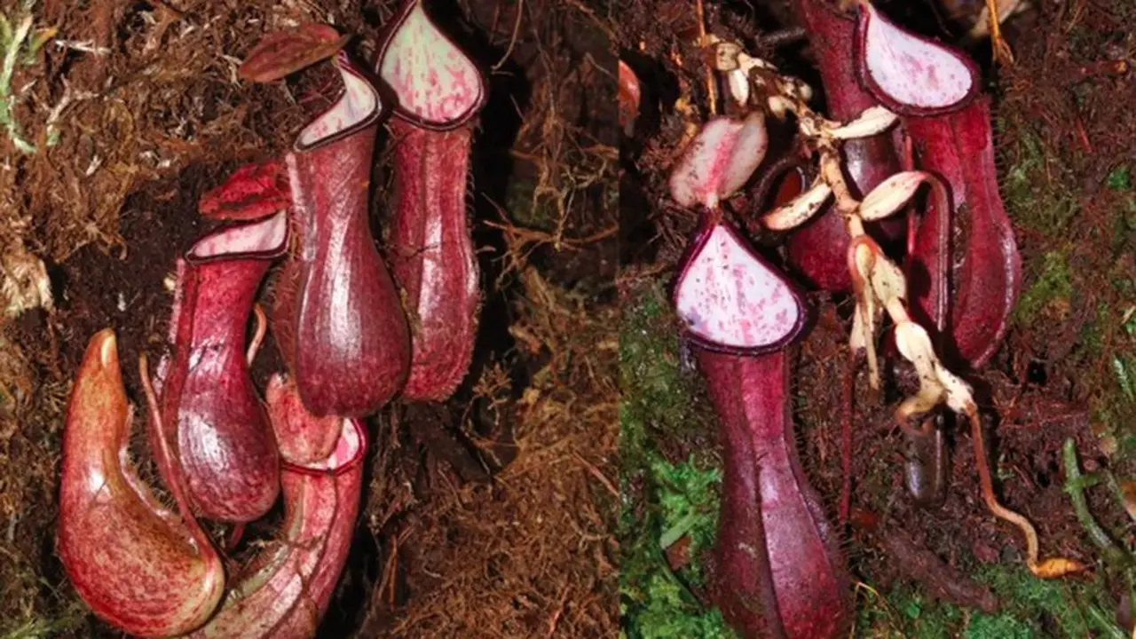 Kantung Semar Kalimantan