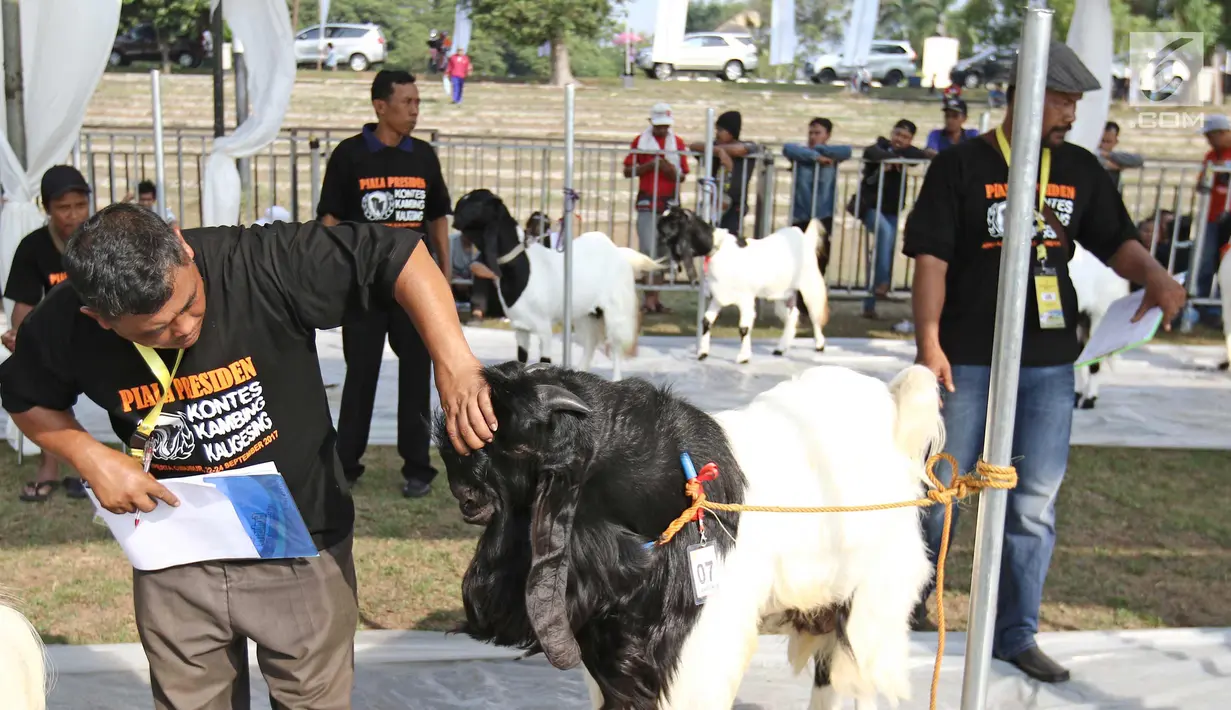 Juri saat menilai kontes ternak kambing kaligesing dalam acara Jambore Peternakan Nasional 2017 di Buperta Cibubur, Jakarta, Sabtu (23/9). Kontes ternak kambing kaligesing dikuti 120 peserta. (Liputan6.com/Herman Zakharia)