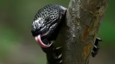 Seekor Heloderma (Horridum harlesborgerti), kadal endemik yang terancam punah, terlihat di Taman Regional Kota Niño Dormido, Cabanas, Guatemala, 11 Juli 2022. Niño Dormido (Anak yang tertidur) adalah salah satu nama reptil yang dikenal. (Johan ORDONEZ/AFP)