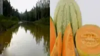 5 Siswi SD Tenggelam di Waduk Hingga Melon Seharga Mobil