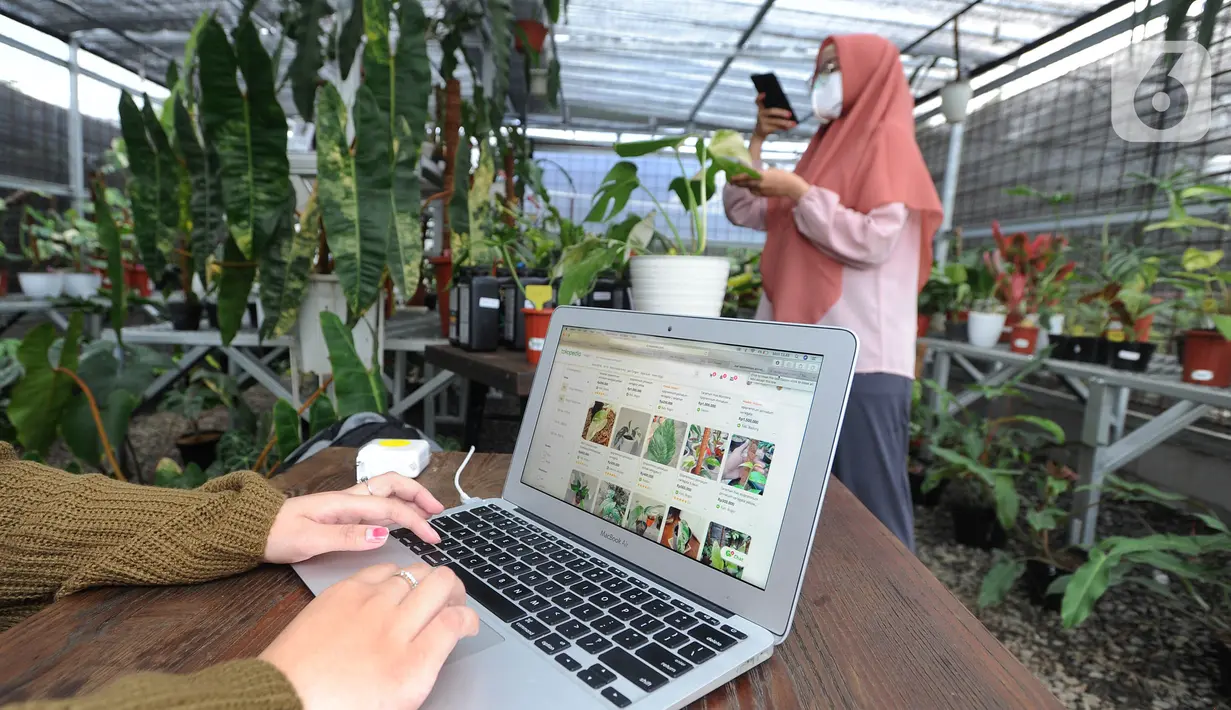Karyawan mengupload foto tanaman hias untuk dipasarkan secara online di Titik Hijau, Bojongsari, Depok, Jawa Barat, Senin (26/10/2020). Pada masa pandemi COVID-19, penjualan tanaman hias secara online meningkat hingga 100 persen dibandingkan offline. (merdeka.com/Arie Basuki)