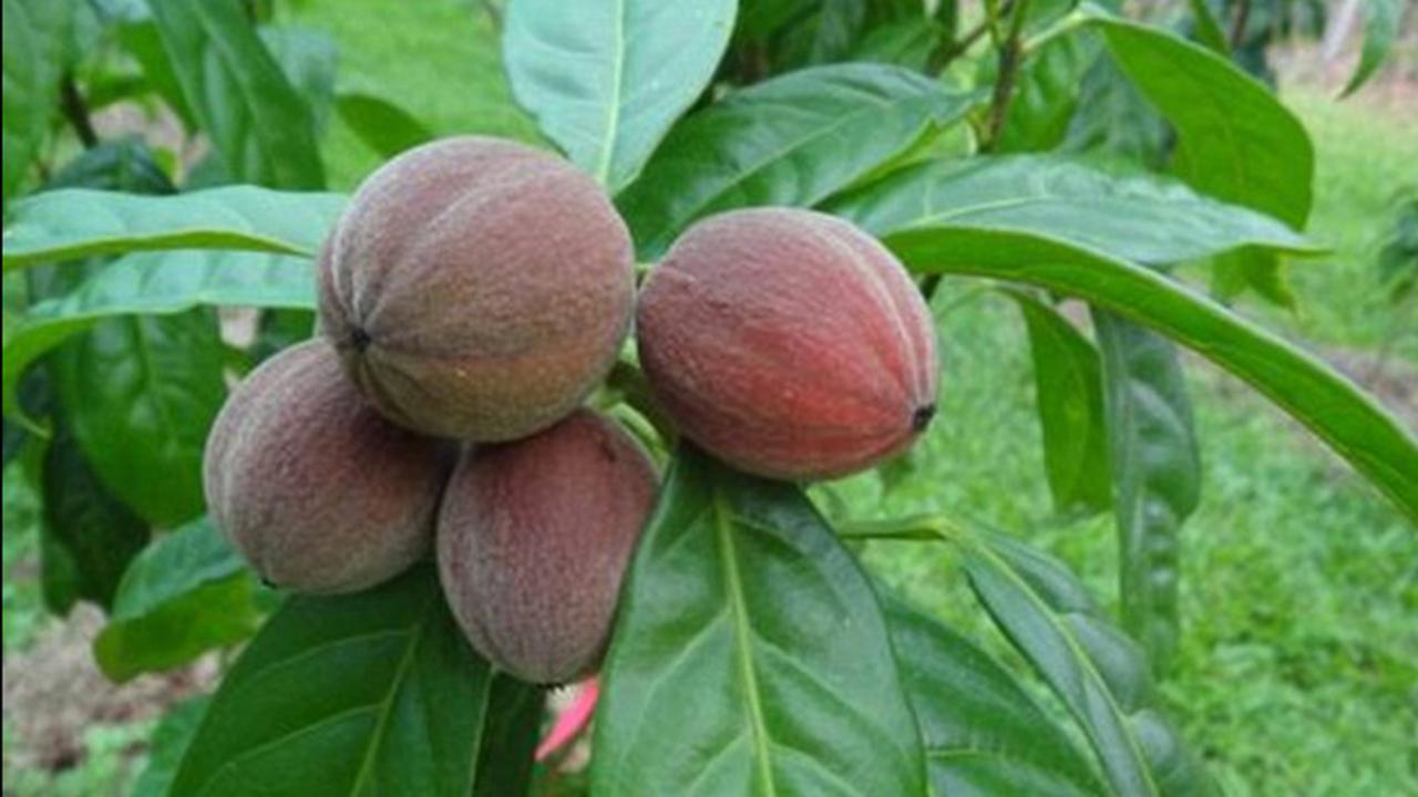 Biji Buah Ini Bisa Hancurkan Sel Kanker Dalam Hitungan Menit  