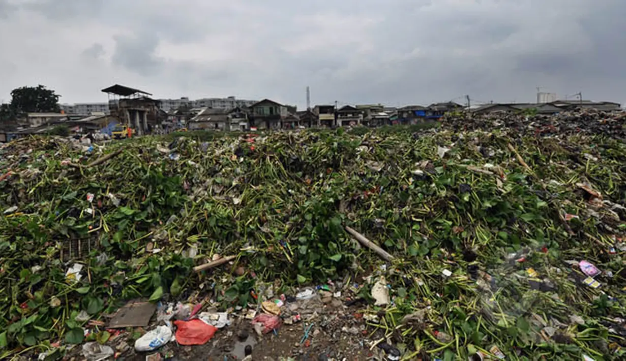 Tumpukan sampah bercampur dengan eceng gondok menggunung di Waduk Pluit, Jakarta, Jumat (13/2/2015). Sampah-sampah tersebut tampak mengapung di permukaan waduk.(Liputan6.com/Faizal Fanani)