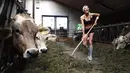 Caroline, seorang gadis petani Bavaria berpose di sebuah peternakan di Apfeldorf, Jerman Selatan, Rabu (22/6). Pemotretan gadis ini untuk sampul kalender 2017 yang juga sebagai penghormatan para petani perempuan di Bavaria. (Christof Stache/AFP)