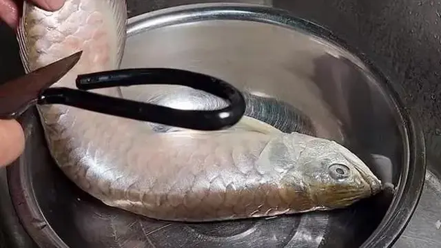 Makan Ikan Arwana Rp 22 Juta