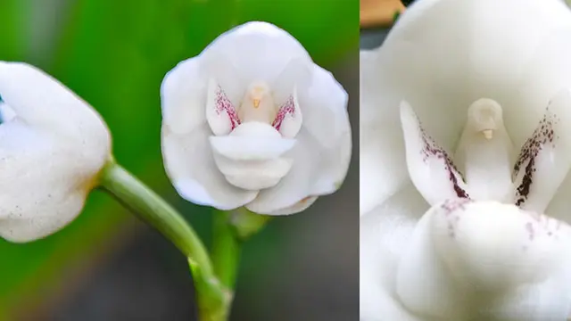 Foto: thefeaturedcreature