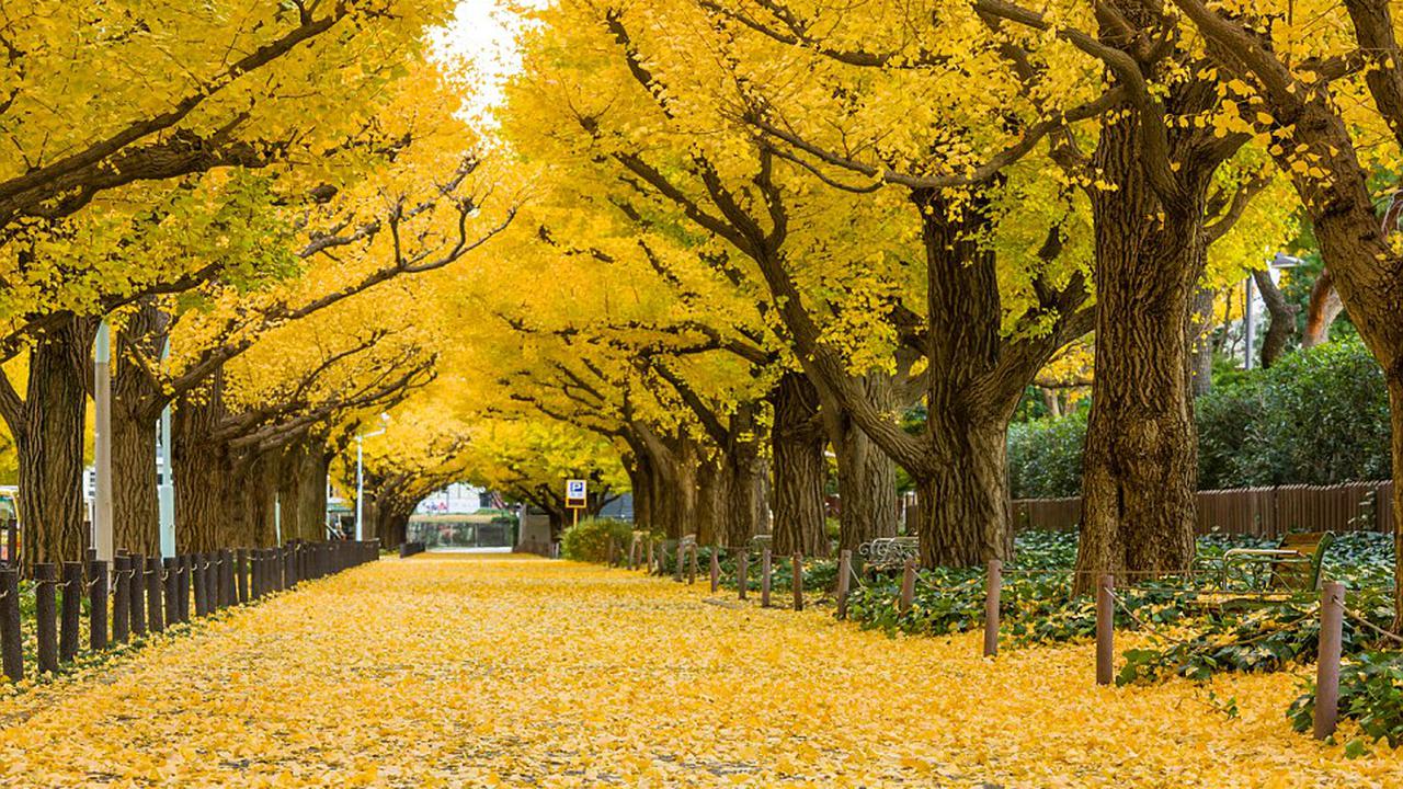 Terowongan Pohon Ginkgo di Jepang