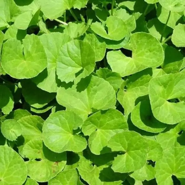 Ilustrasi Daun Pegagan. (foto: Pinterest/Inayati Zulfa).