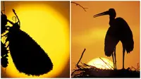 Berbagai tingkah laku hewan juga diabadikan dalam gambar siluet berlatar matahari terbenam serta langit malam. (Daily Mail)