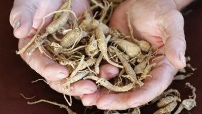 4 Khasiat Ginseng Buat Kesehatan yang Harus Kamu Tahu