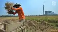 Nampak seorang petani tengah memanen padi saat pelaksanaan panen raya berlangsung. (Liputan6.com/Jayadi Supriadin)