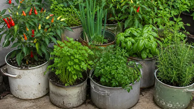 Ide Kebun Cabai di Panci Bekas yang Sudah Tidak Terpakai (AI)