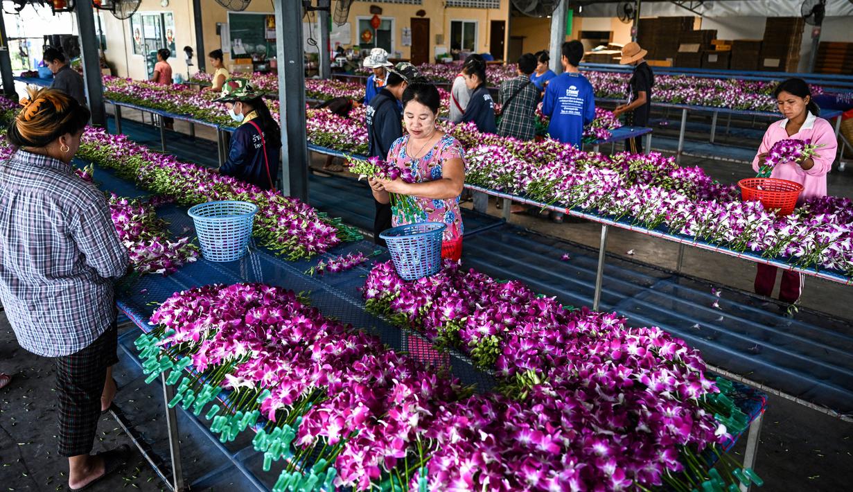 <p>&nbsp;</p>
<p>Para pekerja memproses anggrek untuk diekspor secara grosir di sebuah perkebunan di provinsi Nakhon Pathom, Thailand tengah pada 7 April 2022. Perkebunan itu pada masa jayanya populer di kalangan elit Thailand, bahkan pernah berkembang menjadi industri anggrek bernilai jutaan dollar. Tetapi pandemi covid-19 telah membuat satu dari lima perkebunan anggrek ditutup baru-baru ini. Dan tekanan semakin berat saat perang Rusia-Ukraina. (Lillian SUWANRUMPHA / AFP)</p>
