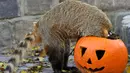 Seekor coati (Nasua nasua) memasukkan kepalanya ke dalam labu yang diukir untuk mencari makan, beberapa hari sebelum perayaan Halloween, di kebun binatang Budapest, Hungaria, 28 Oktober 2017. (Attila Kovacs / MTI via AP)