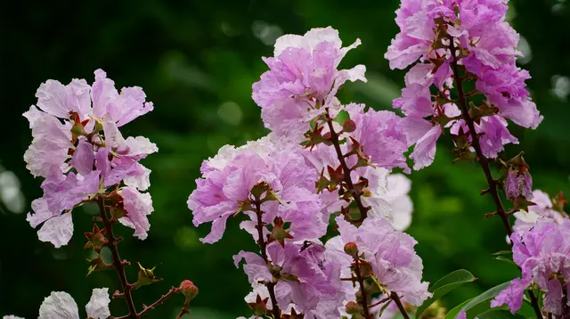 8 Pohon Cantik untuk Halaman Rumah Kecil, Cocok untuk Taman Minimalis