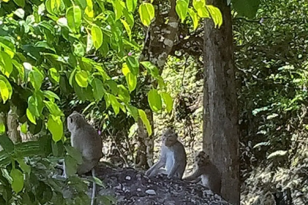 kera ekor panjang