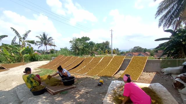 Pekerja perempuan menata Mbako Siluk yang sudah dirajang untuk dikeringkan di bawah matahari selama tiga hari.