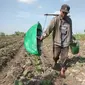 Petani tembakau asal Desa Tobungan Kecamatan Galis, Pamekasan Jawa Timur. Foto: (Dian Kurniawan/Liputan6.com)