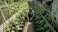 7 Pupuk Sederhana untuk Pare agar Buahnya Banyak, Mudah Dibuat dan Hemat Biaya