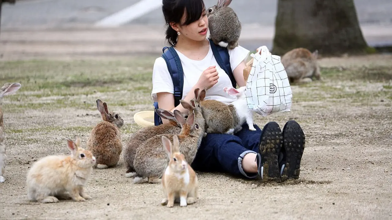 Rabbit Island, Jepang