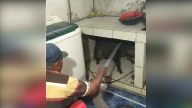 Babi Nakal di Sukabumi