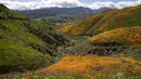 Pemandangan bunga poppy yang mekar di Danau Elsinore, California pada 8 Maret 2019. Puncak mekarnya bunga-bunga ini biasanya terjadi di pertengahan Februari hingga akhir bulan Maret. (Photo by Maro SIRANOSIAN / AFP)