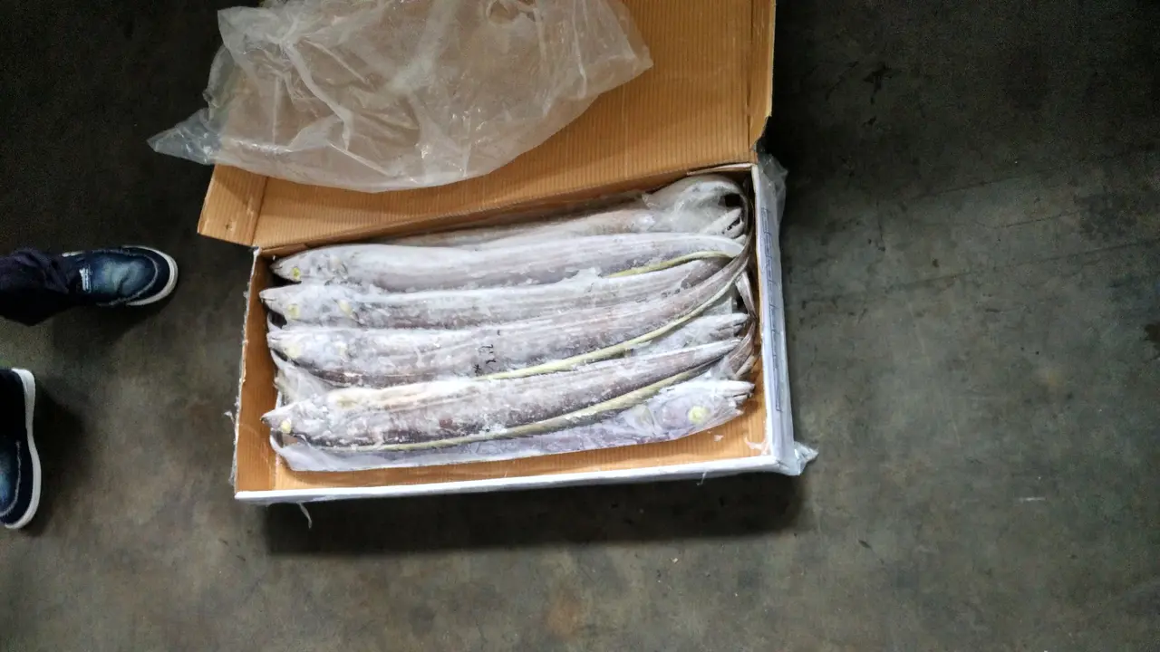 Ikan layur merupakan salah satu komoditas perikanan laut Indonesia yang diminati pasar China