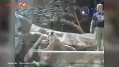 Yang menarik ialah singa betina yang juga berada di kandang, seakan menenangkan amarah dari sang singa jantan. 