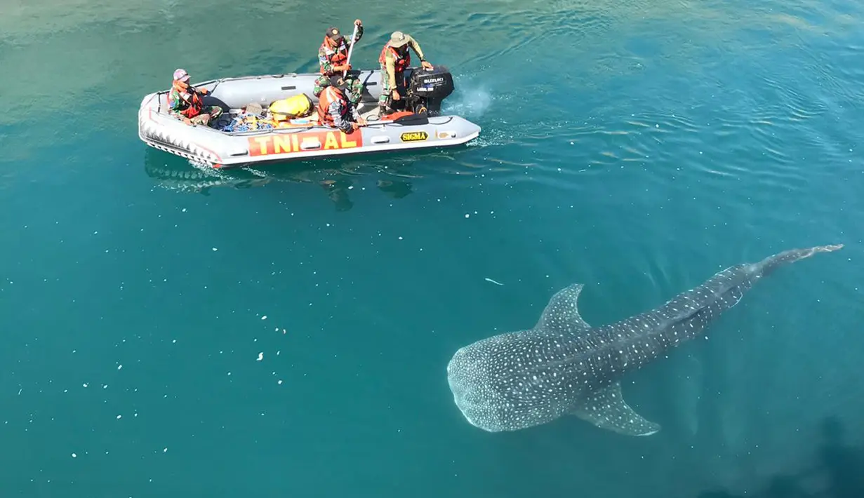 Tim evakuasi Rescue Whale Shark menggiring hiu paus yang terjebak di salah satu kanal atau saluran air pendingin Pembangkit Listrik Tenaga Uap (PLTU) Paiton, Probolinggo, 17 September 2019. Hiu paus tersebut diduga masuk melalui saluran air di bagian utara yang telah rusak. (Liputan6.com/Pool/Humas