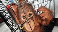 Seekor Orangutan berusia 3 bulan, berada di balik jeruji saat diamankan di ruang rehabilitasi Balai Konservasi dan Sumber Daya Alam (BKSDA), Pontianak, Kalbar, Senin (21/6). (Antara)
