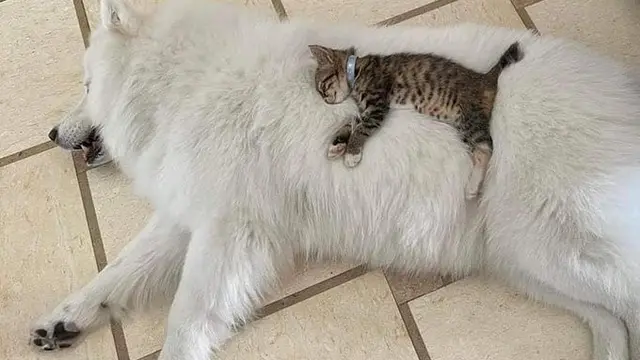 6 Potret Persahabatan Kucing dan Anjing, Ekspresinya Lucu