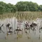 1.600 Mangrove di Pesisir Jawa Barat dan Jakarta Jadi Benteng Hadapi Krisis Iklim