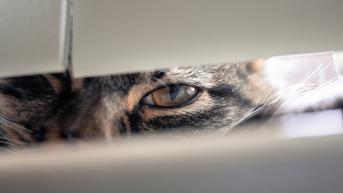 Sering Ikut sampai Kamar Mandi, Ini 5 Alasan Kucing Terus Buntuti Kamu