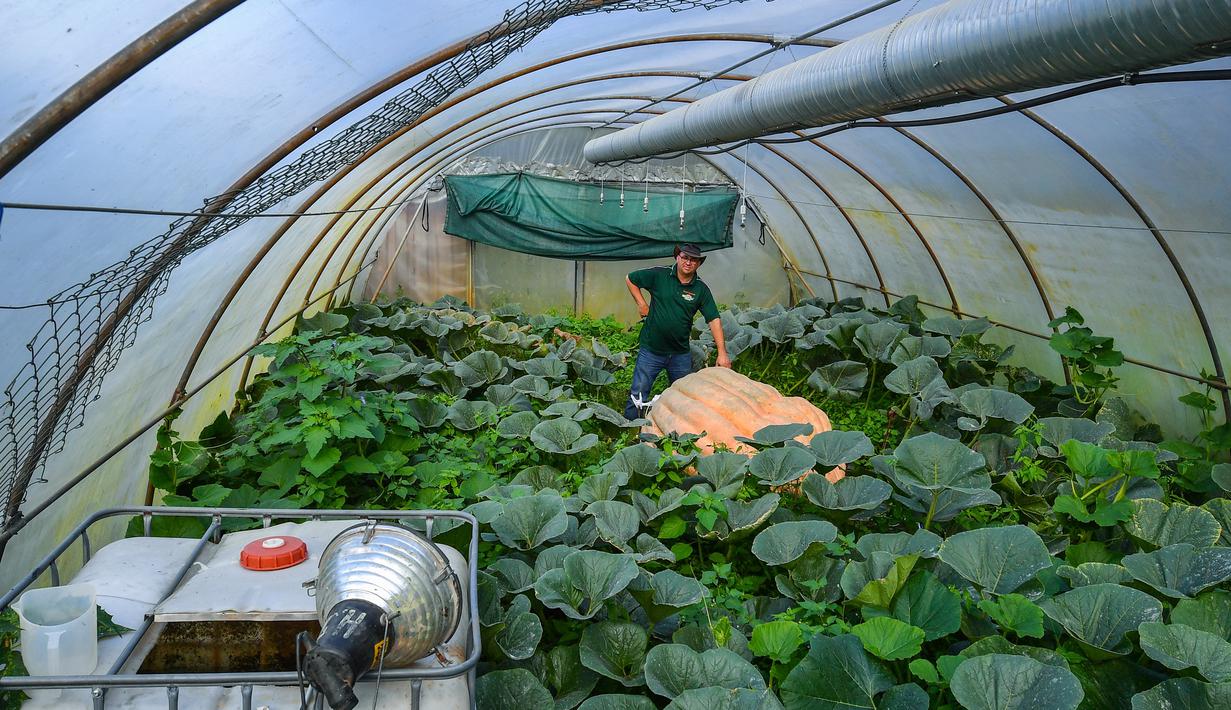 Oliver Langheim menanam labu raksasanya di dalam sebuah rumah kaca di Fuerstenwalde, Jerman, Kamis (21/9). Menurut Oliver labu raksasanya yang berat sekitar 550 kilogram ini bertambah bobotnya sekitar 4-5 kilogram per hari. (AFP PHOTO / Patrick Pleul)