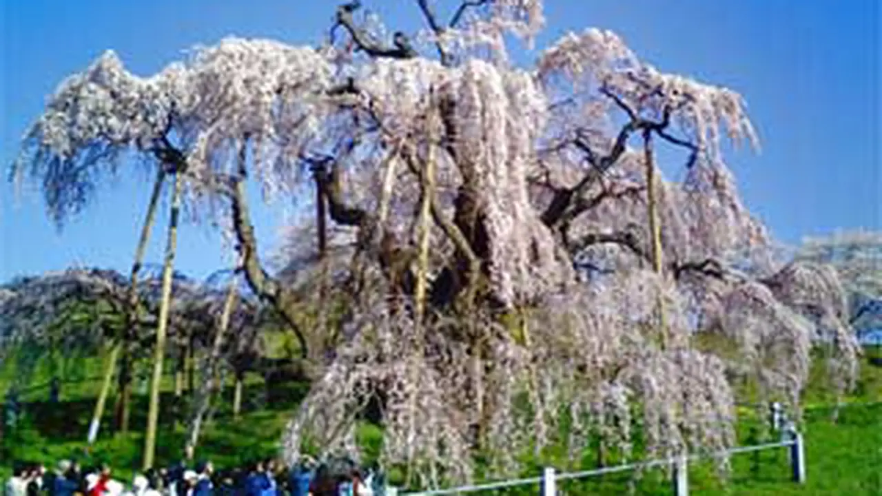 120425asakura.jpg