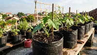 Cara Menanam Gambas di Polybag agar Cepat Panen dan Tidak Pahit untuk Pemula